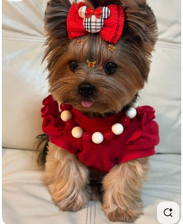 Outfit “Glamour Rojo” para Perros – Estilo Festivo con Detalles Exclusivos