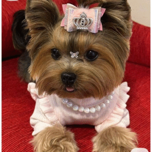 Outfit “Princesa Rosa” para Perros – Glamour, Ternura y Detalles Reales