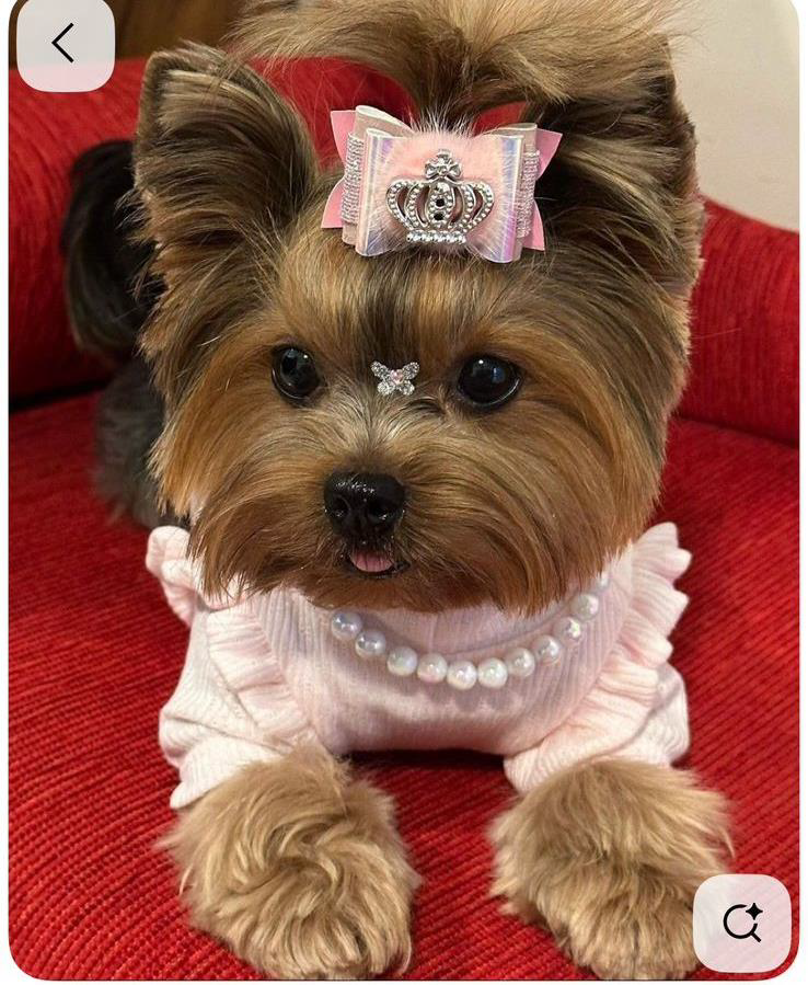 Outfit “Princesa Rosa” para Perros – Glamour, Ternura y Detalles Reales