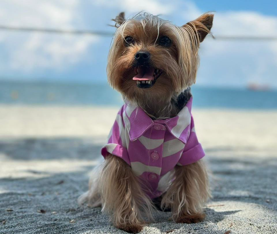 Buzo de Playa para Perros – Estilo Tropical para Aventuras al So - Image 2