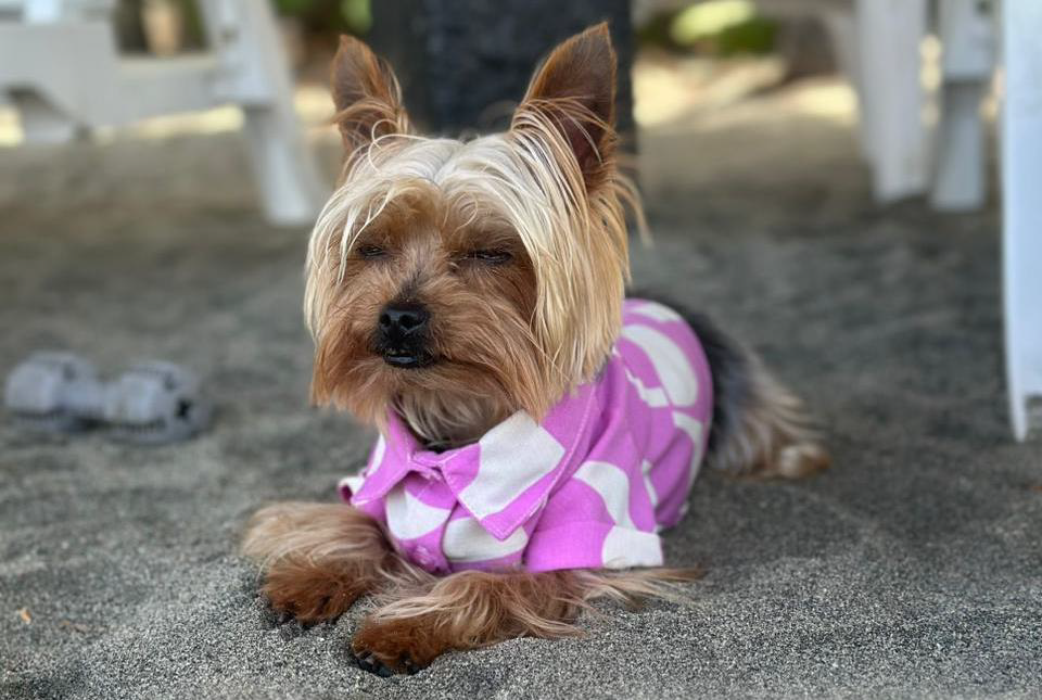 Buzo de Playa para Perros – Estilo Tropical para Aventuras al So