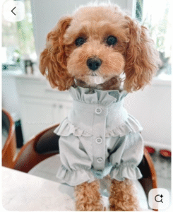 Buzo “Elegancia Gris” para Perros – Suavidad, Estilo y Encanto