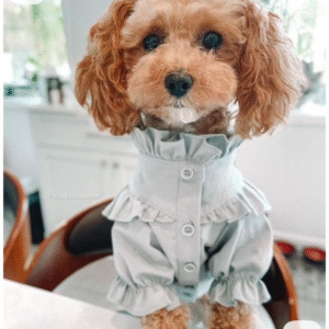 Buzo “Elegancia Gris” para Perros – Suavidad, Estilo y Encanto